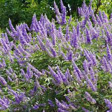 Vitex Agnus Castus