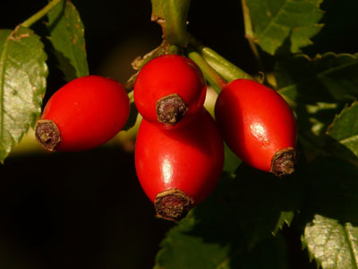 Rose-Hips-big
