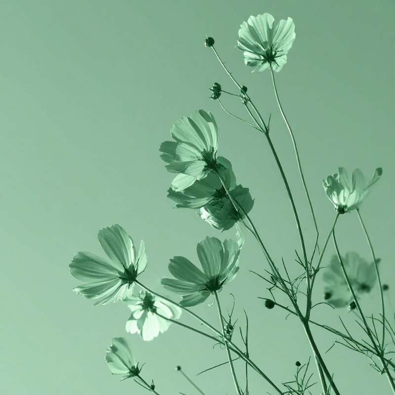 סדנת פורמולות תמציות צמחים